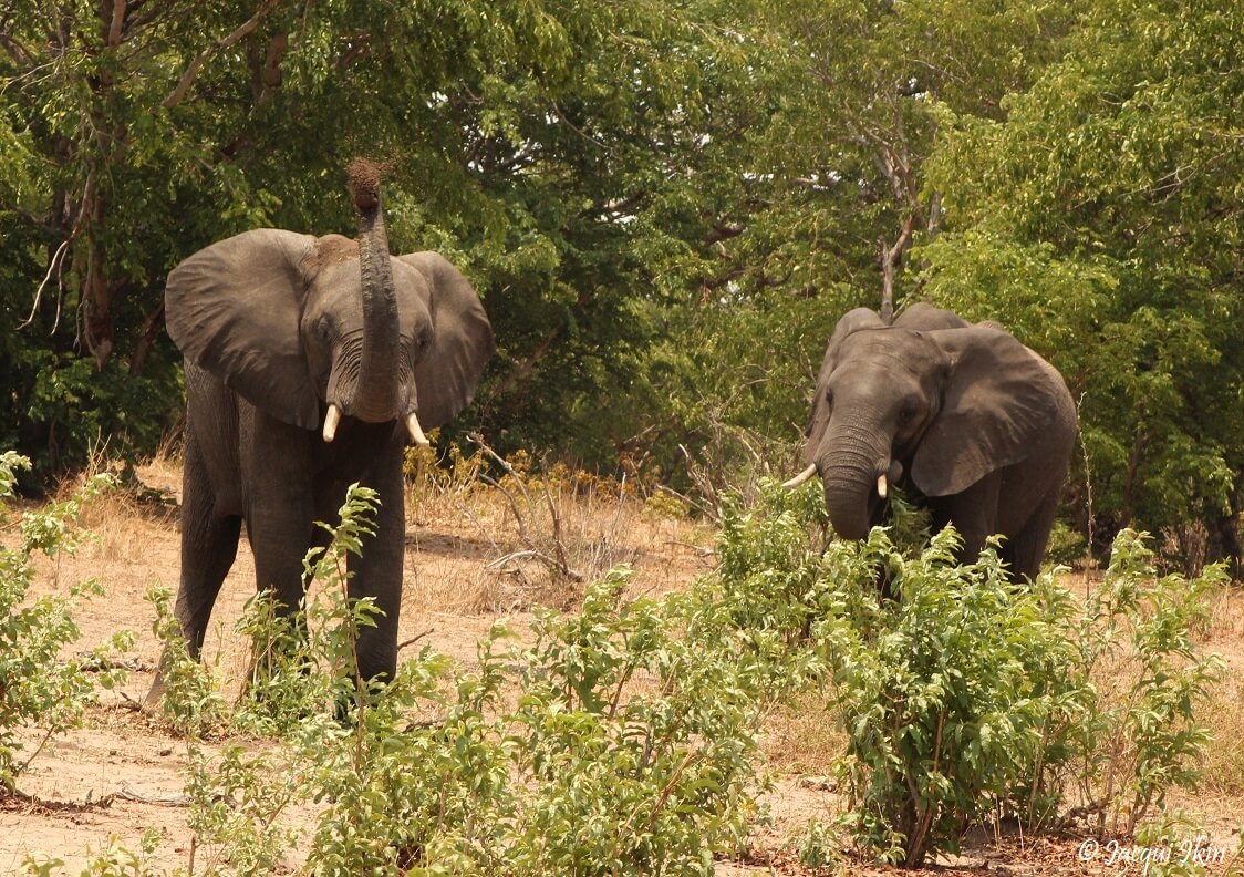 Elephants hear with their feet!!