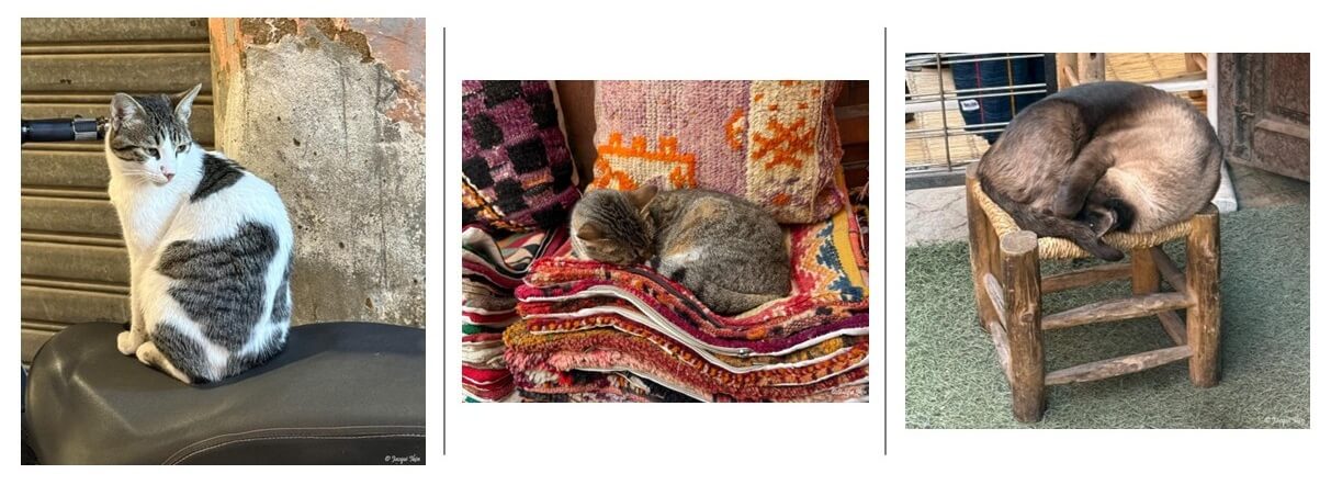 The Kaleidoscope that is Marrakesh