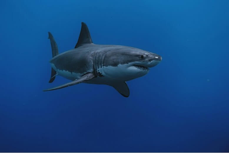 Where have all the Great Whites gone?
